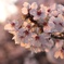 散りかけの夕方の桜