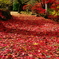 紅の路