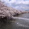 西濠の桜吹雪