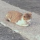 省スペース型ねこ