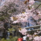 草津温泉の桜