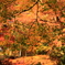 紅葉の森