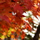 紅葉×玉ボケ