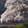 上発知のしだれ桜