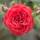 薔薇