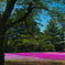 芝桜を背景に-4