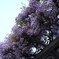 藤の花