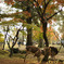 鹿の紅葉狩り
