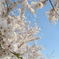 河川桜