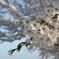 河川桜