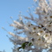 河川桜