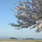 河川桜