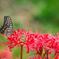 CRW_4854_R