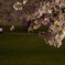 夜桜をみつめて