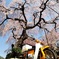 西光寺のしだれ桜