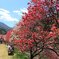 花桃の里