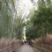竹林道