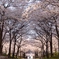 桜のトンネル