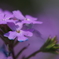 紫色の花