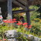 彼岸花