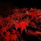 夜の紅葉