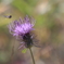 花０９薊