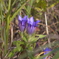 花０９竜胆