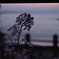 海に咲く花