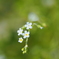空色の花