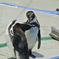 ペンギン