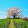 為内の一本桜2014