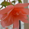 花２