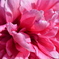 花３