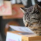 願いが叶うといいですにゃ？