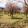 桜峠