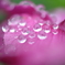 とちぎ花センター2
