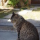 ねこ　直島暮らし