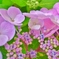 「紫陽花の季節」　～春から夏へ移ろいゆく～