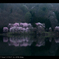 鏡面桜