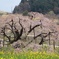 三春の滝桜