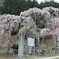 栄泉寺の桜