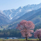 親子の桜