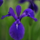 五月花　杜若（カキツバタ）「薫風」