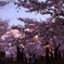 桜と夕焼け