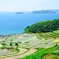 緑の棚田