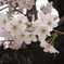 今年の桜　長野県塩尻市にて…2
