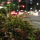 夜の葉
