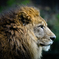 KING