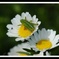 散歩中に見つけた花