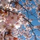 ひだか町静内二十間道路桜並木